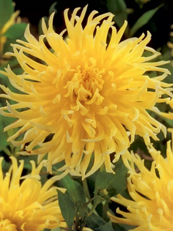 Dalia (Dahlia) 'Yellow Star'