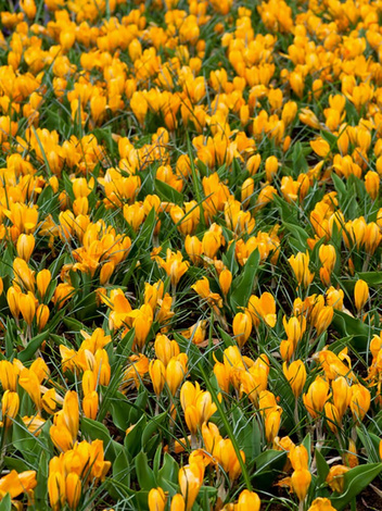 Krokus Wielkokwiatowy (Crocus) 'Golden Yellow' 10 szt.