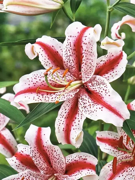 Lilia (Lilium) 'Dizzy' 1 szt.