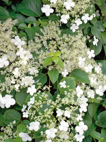 Hortensja (Hydrangea) Pnąca