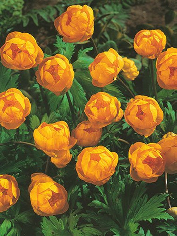 Pełnik chiński (Trollius chinensis) 'Golden Queen'