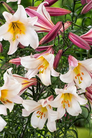 Lilia (Lilium) 'Regale' 1 szt.