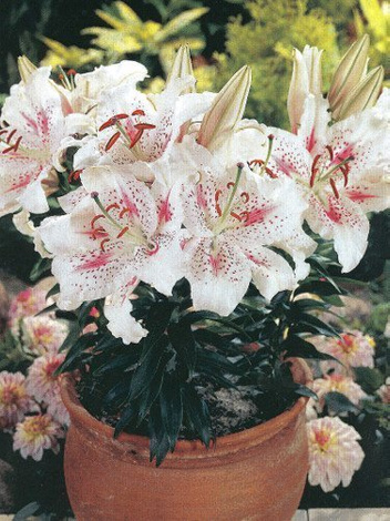 Lilia (Lilium) 'Solution'