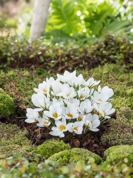 Krokus Botaniczny (Crocus) 'Ard Schenk' 25 szt.