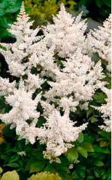 Tawułka (Astilbe) ’Deutschland