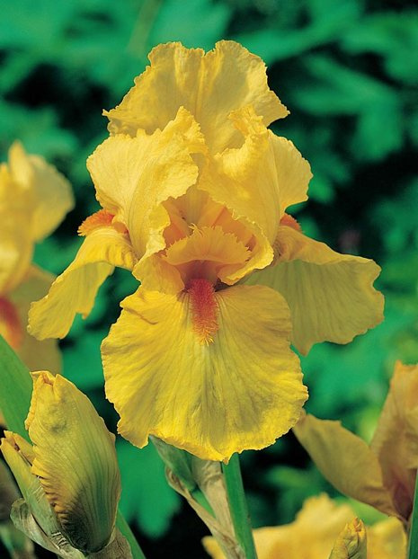 Kosaciec bródkowy (Iris germanica) 'Apricot Silk'