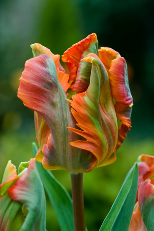 Tulipan ( Tulipa ) Blumex Favourite 5 szt.