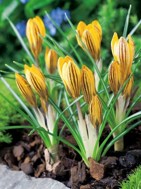 Krokus Botaniczny (Crocus) 'Fuscotinctus' 25 szt