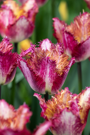 Tulipan ( Tulipa ) Colour Fusion - 5 szt.