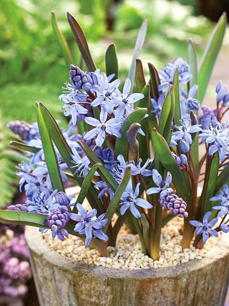 Cebulica (Scilla bifolia) Niebieska 10 szt.