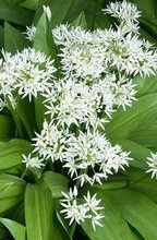 Nasiona Czosnek Niedźwiedzi - Allium Ursinum