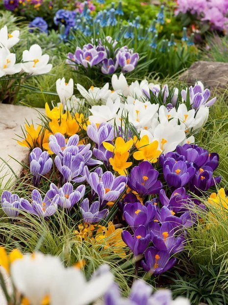 Krokusy (Crocus) Botaniczne MIX 100 szt.