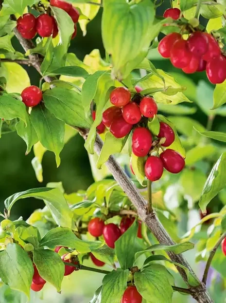 Dereń Jadany 'Cornus mas'