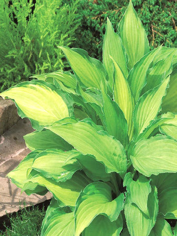 Funkia "Hosta" Lady Guinnevere