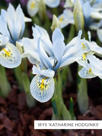 Zestaw Irysy Drobne 2 | 50 szt.