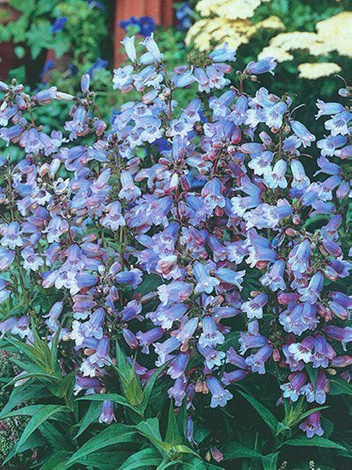 Wąsatka (Penstemon) 'Stapleford Gem'