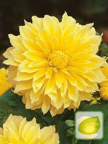 Dalia (Dahlia) 'Kelvin Flootlight'