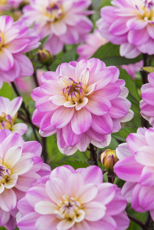 Dalia (Dahlia) 'Pacific Jewel'