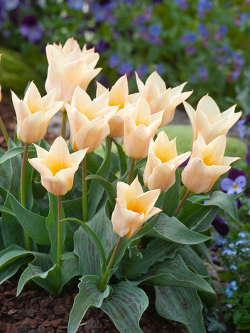 Tulipan Niski (Tulipa) 'Für Elise' 5 szt.