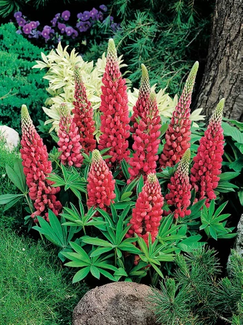 Łubin (Lupinus) Czerwony