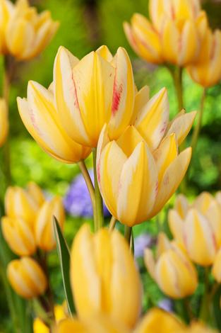 Tulipan ( Tulipa ) Antoinette 3 szt.