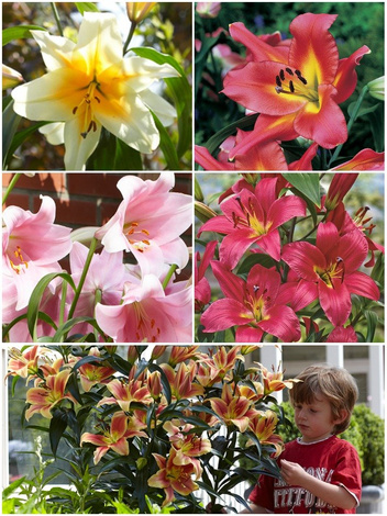 Lilia Tania Drzewiasta (Lilium) Mix  3 szt.