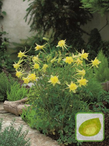 Orlik (Aquilegia) 'Yellow Queen'