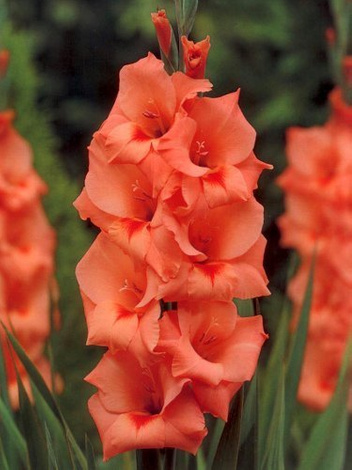 Mieczyk Tani (Gladiolus) 'Peter Pears'