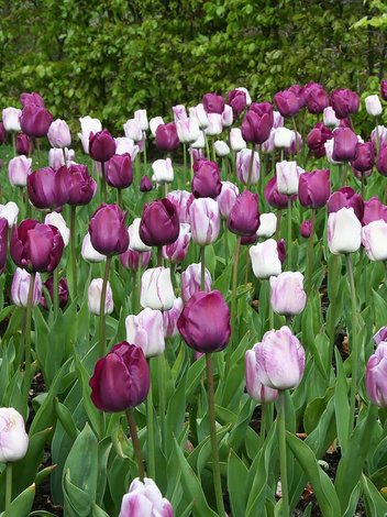 Kompozycja Purple Rain 30 szt.