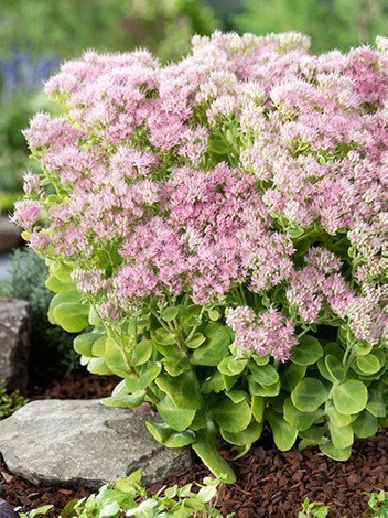 Rozchodnik okazały (Sedum spectabile) 'Brilliant'