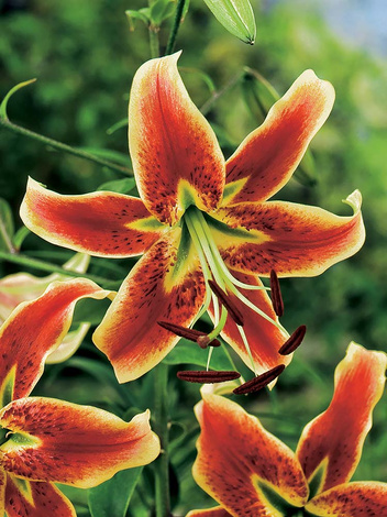 Lilia (Lilium) 'Scheherazade' 2 szt.