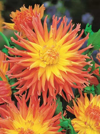 Dalia Tania (Dahlia) 'Fringed Star'