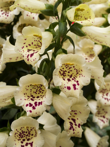 Naparstnica (Digitalis) 'Virtuoso Cream'