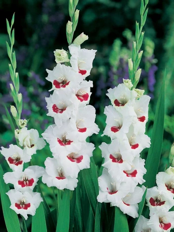 Megapaczka Mieczyk (Gladiolus) 'Fiorentina'