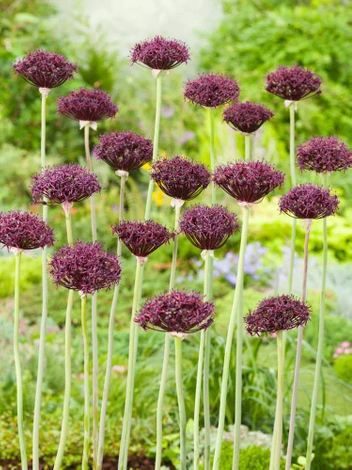 Czosnek Ozdobny "Allium" Firmament