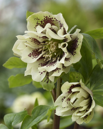 Ciemiernik ( Helleborus) 'Double Ellen Yellow Spotted'