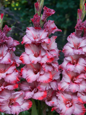 Mieczyk (Gladiolus) 'Ted's Trump'