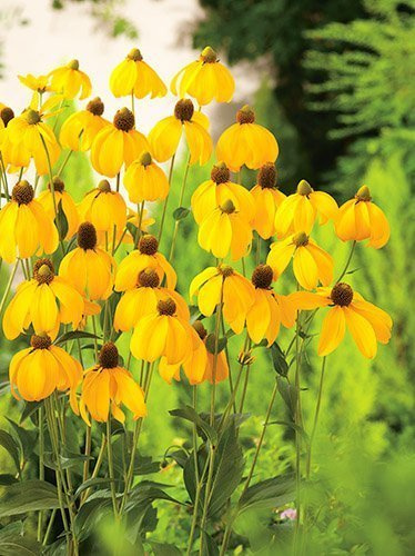 Rudbekia 'Herbstsonne'