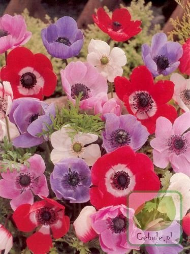 Zawilec (Anemone) ’De Caen Mix’ 5 szt.