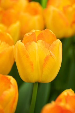 Tulipan Yellow Pride