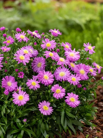 Aster nowobelgijski (Aster novi-belgii) 'Leuchtfeur' 1 szt.