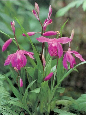 Storczyk naziemny (Bletilla striata) 1 szt.