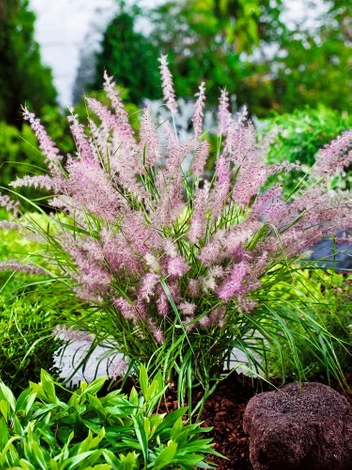 Trawa Ozdobna (Pennisetum) 'Karley Rose'