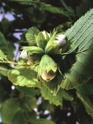 Leszczyna (Corylus L.)