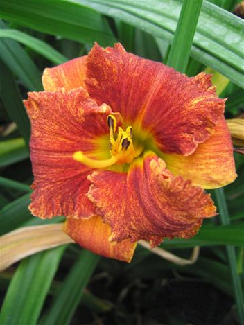 Liliowiec (Hemerocallis) ' Spacecoast Freaky Tiki ' 1 szt.