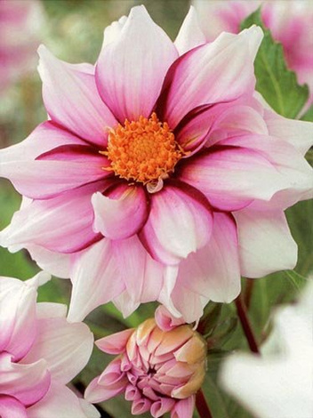 Dalia (Dahlia) 'Edge of Joy'