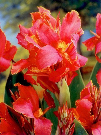 Paciorecznik (Canna) 'Aida' 1 szt.