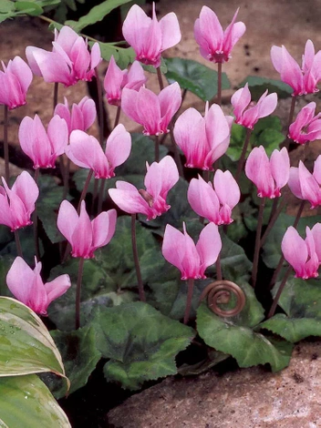 Cyklamen Neapolitański (Cyclamen neapolitanum) 1 szt.