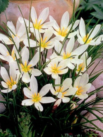 Zefirant (Zephyranthes) Candida