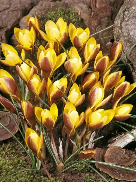 Krokus Botaniczny (Crocus) 'Zwanenburg Bronze' 20 szt.